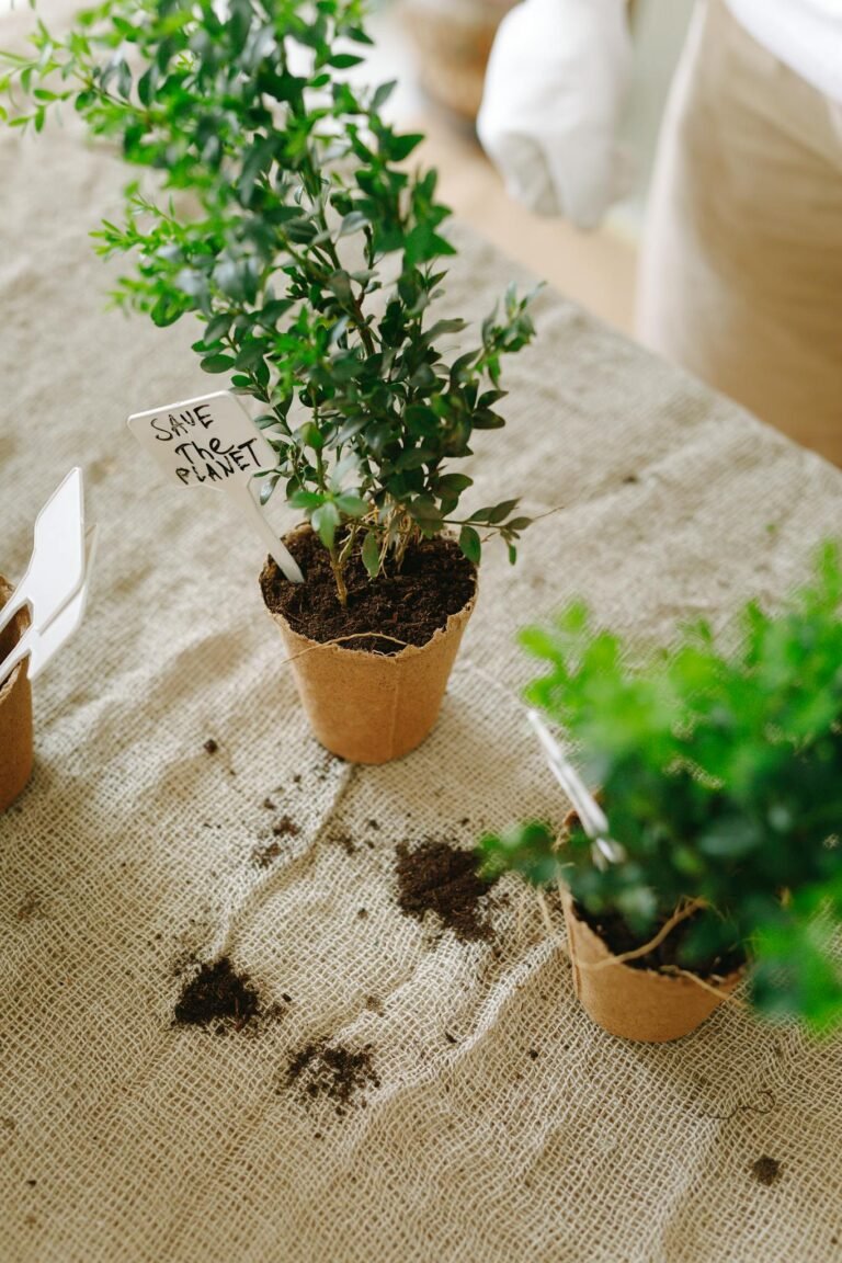Free stock photo of agriculture, botanical, brown pot